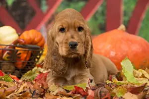 Hallowe En: Cocker Spaniel puppy outdoors in autumn