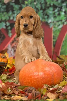 Hallowe En: Cocker Spaniel puppy outdoors in autumn