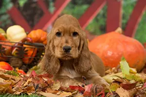 Squash: Cocker Spaniel puppy outdoors in autumn