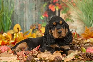 061118: Cocker Spaniel puppy outdoors in autumn