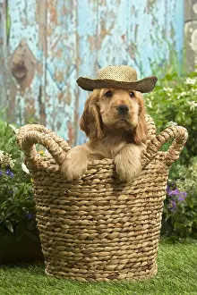 090819: Cocker Spaniel puppy outdoors in the garden wearing sun hat