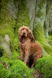 Photogra: Cocker Spaniel sitting in front of a tree