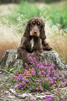 Gunddogs: Cocker spaniel sitting on tree stump