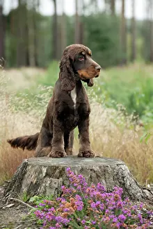 Gunddogs: Cocker spaniel standing on tree stump