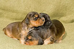 Cocker: Cocker Spaniels, dog breed, puppies