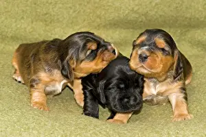 Cocker: Cocker Spaniels, dog breed, puppies
