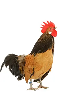 Bassette: Cockerel - breed - Bassette liegeoise - in studio