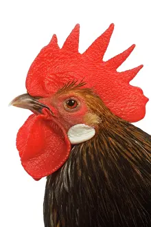 Bassette: Cockerel - breed - Bassette liegeoise - in studio