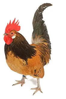 Bassette: Cockerel - breed - Bassette liegeoise - in studio