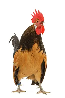 Crowing: Cockerel - breed - Bassette liegeoise - in studio