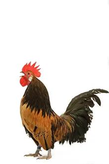 Crowing: Cockerel - breed - Bassette liegeoise - in studio
