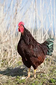 Crowing: Cockerel Crowing