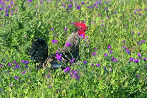 Alentejo: Cockerel - free-range in field of flowers Alentejo
