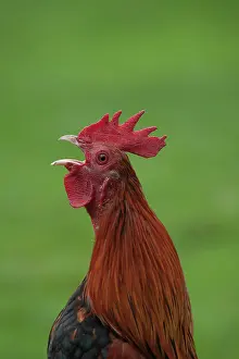 Sound: Cockerel (Gallus gallus) calling, animal portrait