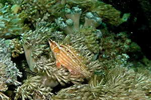 Hides: Cockerel Wrasse - male - hides in soft corals and algae beds