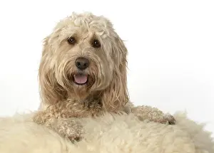 Cockerpoo: Cockerpoo