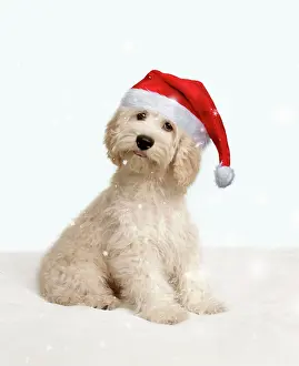 Cockerpoo: Cockerpoo Dog