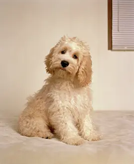 Cockerpoo: Cockerpoo Dog - crossbreed between a Cocker Spaniel