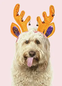 Cockerpoo: Cockerpoo Dog, mouth open, showing tongue wearing