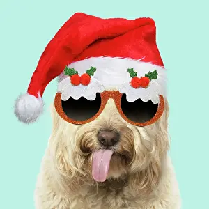Cockerpoo: Cockerpoo Dog, mouth open, showing tongue wearing