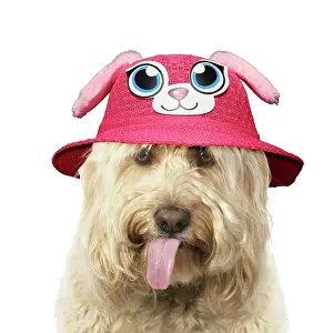 Cockerpoo: Cockerpoo Dog, mouth open showing tongue and wearing hat