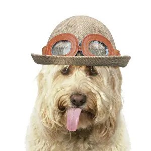 Cockerpoo: Cockerpoo Dog, mouth open showing tongue and wearing hat