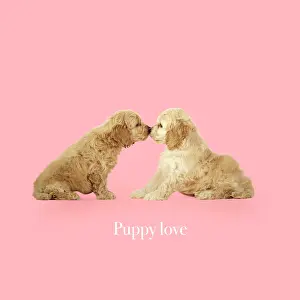 Text: Cockerpoo Dog, puppies kissing, puppy love, valentine