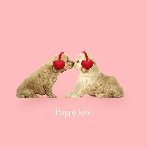 040718: Cockerpoo Dog, puppies kissing wearing heart shaped