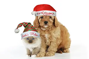 Helper: Cockerpoo Dog, puppy (Poodle X Cocker Spaniel