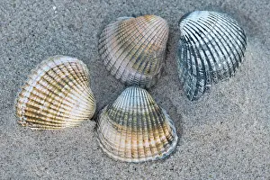 Cockle: Cockles (Cardiidae) in sandy beach, Wadden Sea National