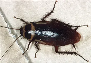 Cockroach: COCKROACH