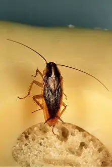 Andrey Zvoznikov: COCKROACH - adult in cheese sandwich