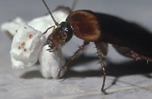 Household: Cockroach Eating Popcorn