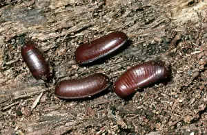 Case: Cockroach Egg Cases