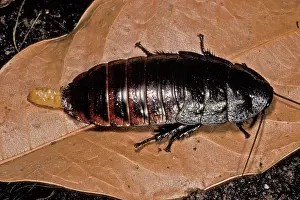 Cockroach: Cockroach - Female and its ootheca