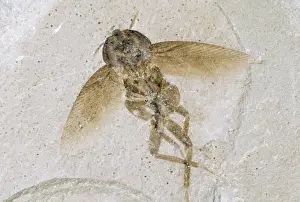 Cockroach: Cockroach Fossil - Eocene 48 m.y.a