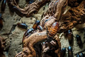 Hissing: Cockroach (Gromphadorrhina portentosa), captive