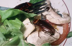 Plate: COCKROACH - ON PLATE OF FOOD