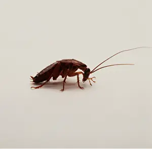 Cockroach: COCKROACH - SIDEVIEW