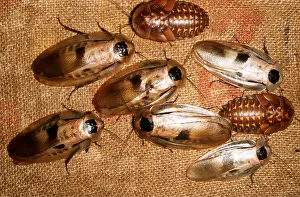 Mary Clay: COCKROACHES