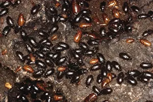 Cockroach: Cockroaches with beetles in bat cave