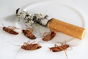 Andrey Zvoznikov: COCKROACHES - dead and cigarette stub