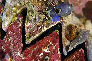 Gunung: Cock's Clam Oyster - Lava Flow dive site, Gunung