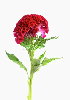 Celosia: Cock's comb