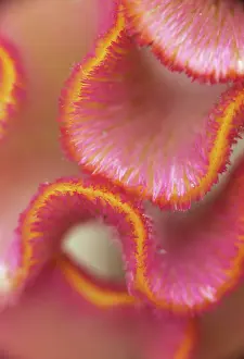 Celosia: Cock's Comb