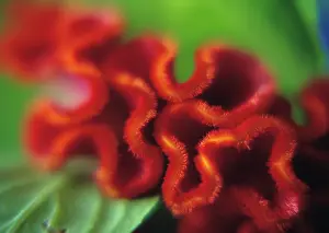 Celosia: Cock's Comb