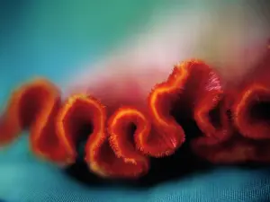 Celosia: Cock's Comb