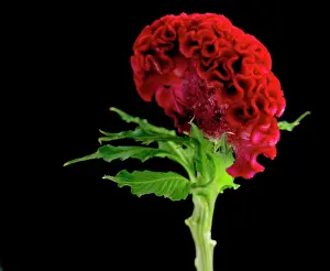 Celosia: Cock's comb