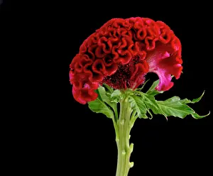 Celosia: Cock's comb
