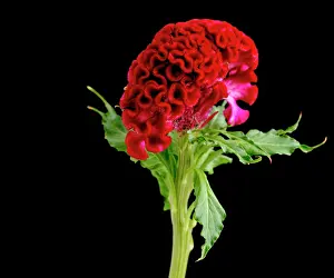 Celosia: Cock's comb